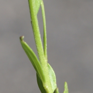 Photographie n°1847807 du taxon Polygala vulgaris L. [1753]