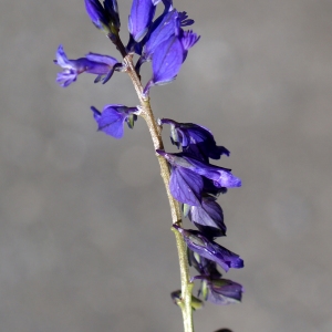 Photographie n°1847809 du taxon Polygala vulgaris L. [1753]