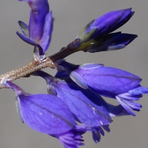 Photographie n°1847813 du taxon Polygala vulgaris L. [1753]