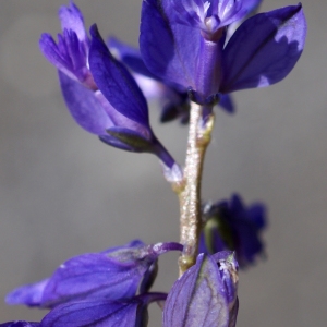 Photographie n°1847818 du taxon Polygala vulgaris L. [1753]