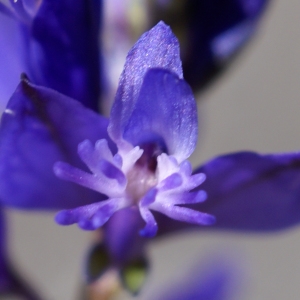 Photographie n°1847821 du taxon Polygala vulgaris L. [1753]