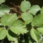  Liliane Roubaudi - Potentilla rupestris L. [1753]