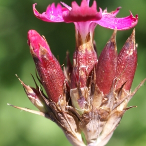 Photographie n°1850113 du taxon Dianthus carthusianorum L. [1753]