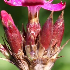 Photographie n°1850175 du taxon Dianthus carthusianorum L. [1753]