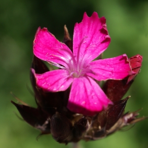 Photographie n°1850294 du taxon Dianthus carthusianorum L. [1753]