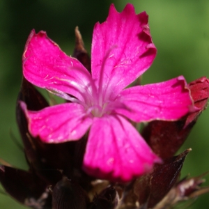 Photographie n°1850333 du taxon Dianthus carthusianorum L. [1753]