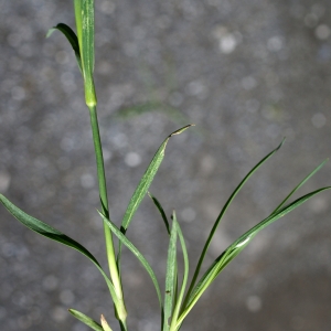 Photographie n°1850454 du taxon Dianthus carthusianorum L. [1753]