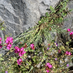 Photographie n°1850595 du taxon Dianthus carthusianorum L. [1753]