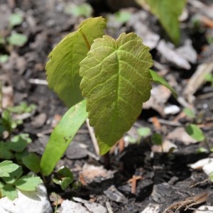 Photographie n°1852996 du taxon Acer pseudoplatanus L. [1753]