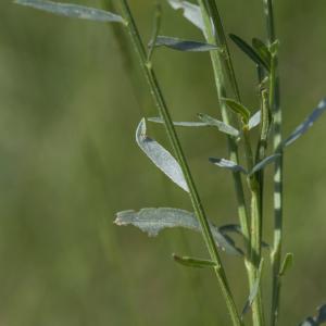  - Genista tinctoria L. [1753]