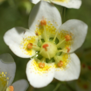 Photographie n°1854911 du taxon Saxifraga aspera L. [1753]