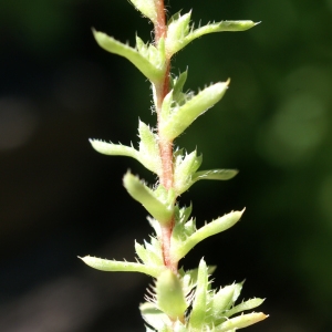 Photographie n°1855171 du taxon Saxifraga aspera L. [1753]