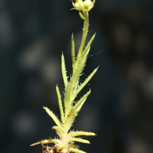 Photographie n°1855560 du taxon Saxifraga aspera L. [1753]