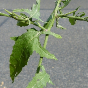 Photographie n°1857576 du taxon Sisymbrium officinale (L.) Scop. [1772]