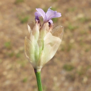 Photographie n°1858315 du taxon Petrorhagia prolifera (L.) P.W.Ball & Heywood