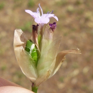 Photographie n°1858317 du taxon Petrorhagia prolifera (L.) P.W.Ball & Heywood