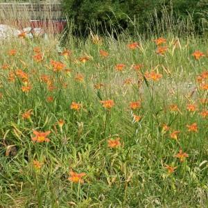 Photographie n°1859206 du taxon Hemerocallis fulva (L.) L. [1762]