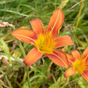 Photographie n°1859211 du taxon Hemerocallis fulva (L.) L. [1762]