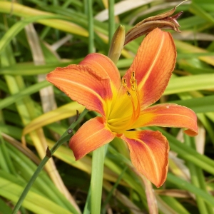 Photographie n°1859212 du taxon Hemerocallis fulva (L.) L. [1762]