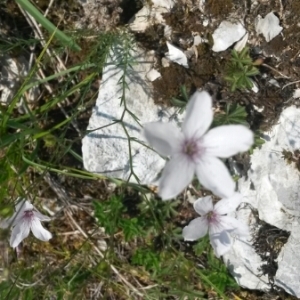 Photographie n°1860404 du taxon Linum L. [1753]