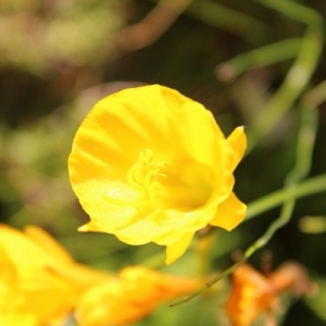 Photographie n°1864096 du taxon Narcissus bulbocodium L. [1753]