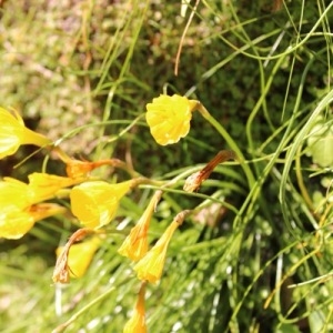 Photographie n°1864097 du taxon Narcissus bulbocodium L. [1753]
