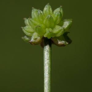  - Baldellia ranunculoides (L.) Parl. [1854]