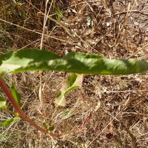 Photographie n°1866173 du taxon Rumex crispus L. [1753]