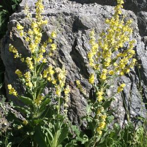 Photographie n°1866488 du taxon Verbascum lychnitis L. [1753]