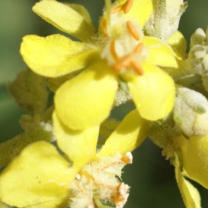 Photographie n°1866517 du taxon Verbascum lychnitis L. [1753]