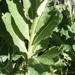 Photographie n°1866552 du taxon Verbascum lychnitis L. [1753]