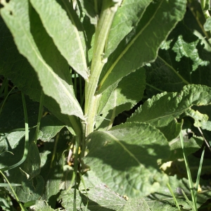 Photographie n°1866577 du taxon Verbascum lychnitis L. [1753]