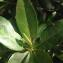  Pierre Bonnet - Conocarpus erectus L.