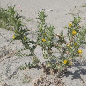 Photographie n°1867262 du taxon Scolymus hispanicus L. [1753]