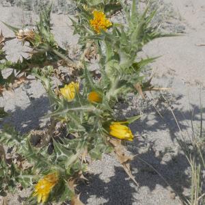 Photographie n°1867264 du taxon Scolymus hispanicus L. [1753]