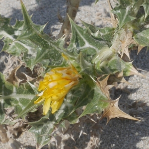 Photographie n°1867267 du taxon Scolymus hispanicus L. [1753]