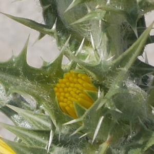 Photographie n°1867269 du taxon Scolymus hispanicus L. [1753]