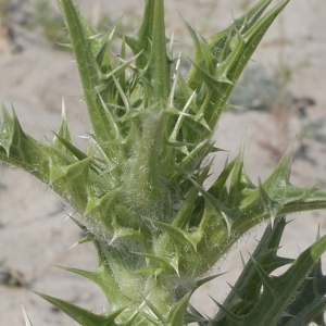 Photographie n°1867271 du taxon Scolymus hispanicus L. [1753]