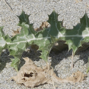 Photographie n°1867273 du taxon Scolymus hispanicus L. [1753]