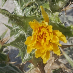 Photographie n°1867274 du taxon Scolymus hispanicus L. [1753]