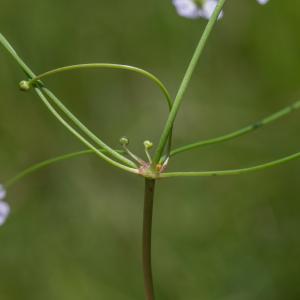  - Baldellia ranunculoides (L.) Parl. [1854]