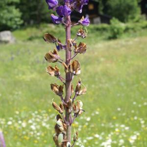 Photographie n°1867457 du taxon Lupinus x regalis Bergmans [1924]