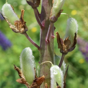 Photographie n°1867471 du taxon Lupinus x regalis Bergmans [1924]