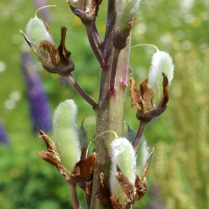 Photographie n°1867477 du taxon Lupinus x regalis Bergmans [1924]