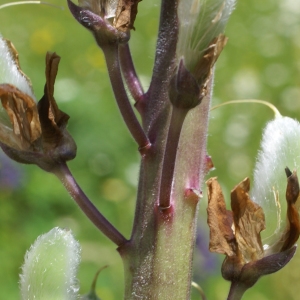 Photographie n°1867478 du taxon Lupinus x regalis Bergmans [1924]