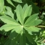  Liliane Roubaudi - Lupinus x regalis Bergmans [1924]