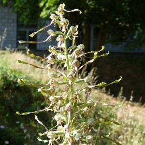 Photographie n°1867983 du taxon Himantoglossum hircinum (L.) Spreng. [1826]