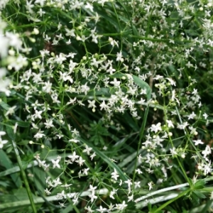 Photographie n°1868077 du taxon Galium album Mill. [1768]