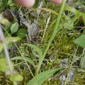 Photographie n°1868324 du taxon Anacamptis pyramidalis (L.) Rich. [1817]