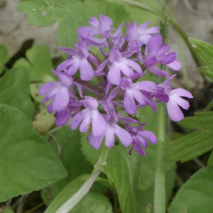 Photographie n°1868327 du taxon Anacamptis pyramidalis (L.) Rich. [1817]